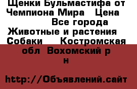 Щенки Бульмастифа от Чемпиона Мира › Цена ­ 1 000 - Все города Животные и растения » Собаки   . Костромская обл.,Вохомский р-н